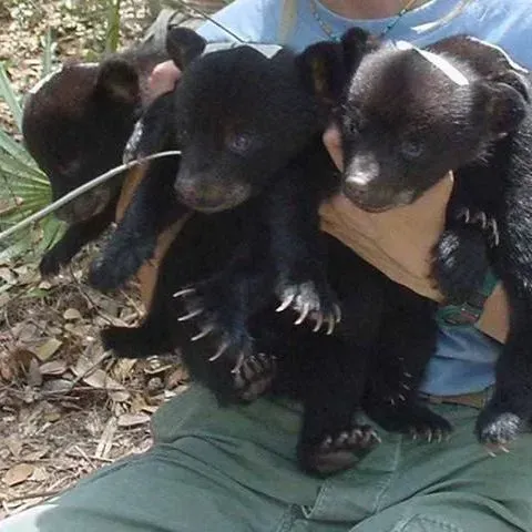 thumbnail for publication: The Value of Private Non-Industrial Forestland for Wildlife Species Conservation